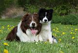 BORDER COLLIE 916
